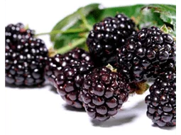 Amoras Frescas Juranda