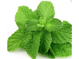 Hortel Mentha sp.